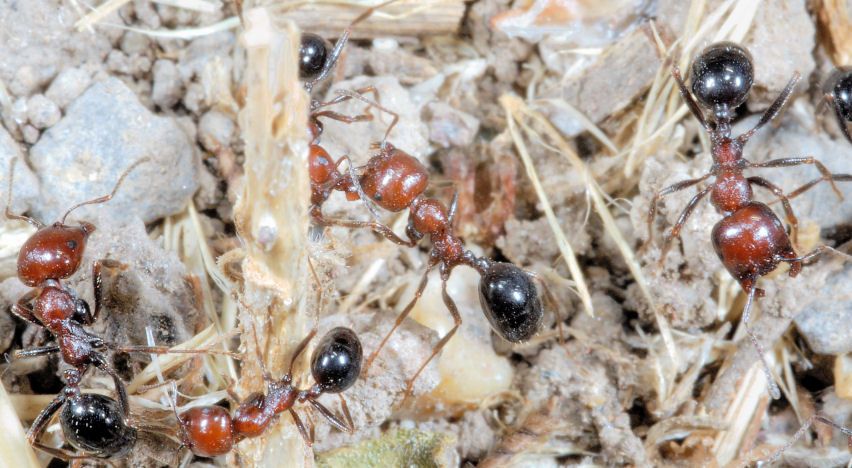 Formiche in onore di Ezio Sgr� - Tetramonium